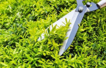 trimming a shrub with hedge shears