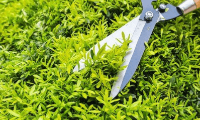 Hedge and Shrub Trimming