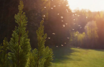 Mosquitos swarm flying in the sunset light