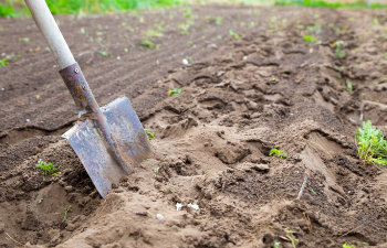 garden spade in black earth soil