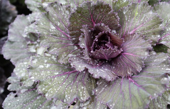 purple ornamental cabbage vegetable at the garden