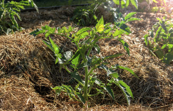 plant healthy grow in pine straw