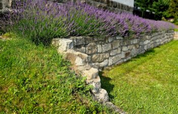 terraces with stairs in a sloping park. stone retaining walls with light stone. blue lavender and pink roses with perennials grow on the edge of the wall. lawns and gravel path, led, footpath, castle