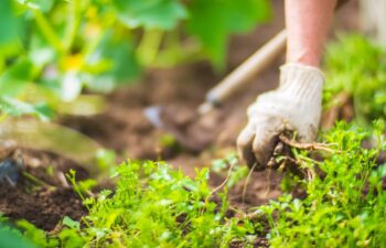 A woman's hand is pinching the grass. Weed and pest control in the garden. Cultivated land close up. Agriculture plant growing in bed row.