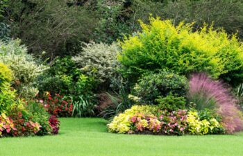 Flowering plants on the lawn