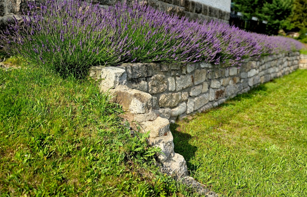 terraces with stairs in a sloping park. stone retaining walls with light stone. blue lavender and pink roses with perennials grow on the edge of the wall. lawns and gravel path, led, footpath, castle