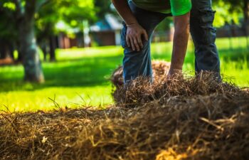 A landscape worker laying out new pine straw in a flower bed